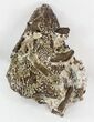 Captorhinus Skull (Permian Reptile) With Pyrite - Oklahoma #44852-6